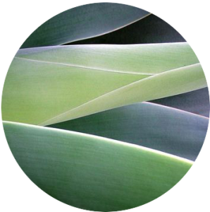 Agave